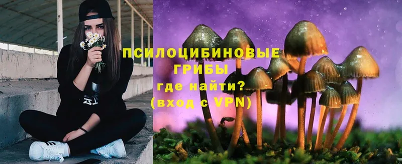 наркошоп  Кстово  Галлюциногенные грибы Psilocybe 